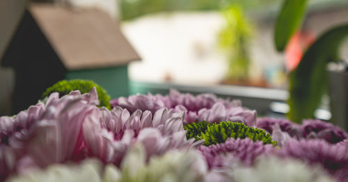 Close-up of pink flowering plants