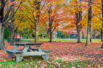 Red maple tree in park during autumn