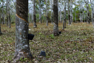 Trees growing in forest