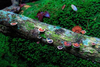 Close-up of lichen on tree trunk