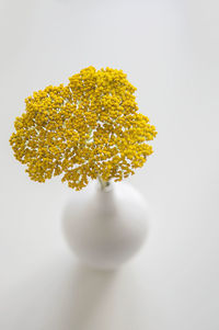 Close-up of flowers over white background