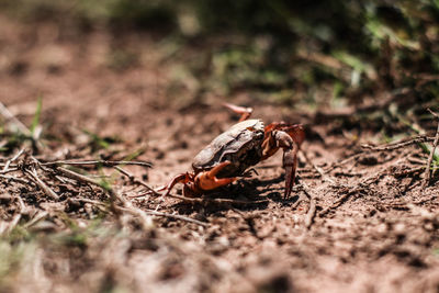 Close-up of insect on land