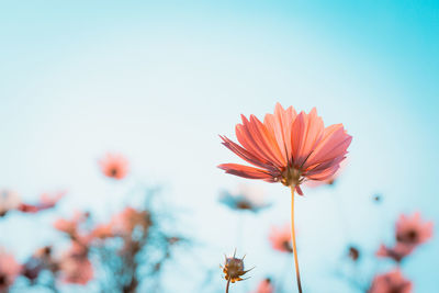 Close-up of flowering plant against clear sky