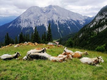 Panoramic view of cows on grassy field against mountains