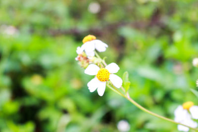 Close-up of white flowers blooming outdoors