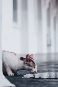 Close-up of cat drinking water from puddle