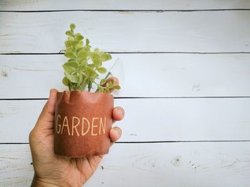 Close-up of hand holding plant against white wall
