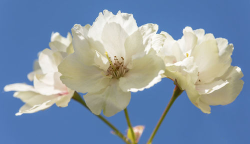 Close-up of white flowers against sky