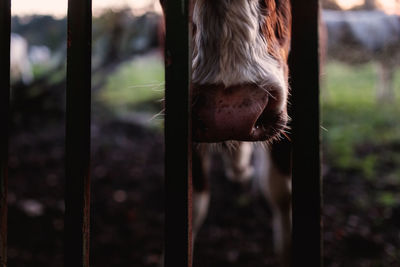 Close-up of a  cow