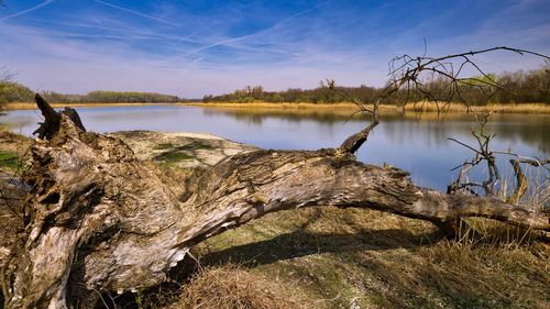 Fallen tree by lake against blue sky