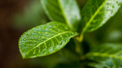 Close-up of fresh green leaf