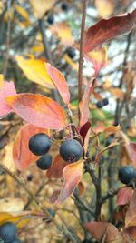 Close-up of berries growing on tree