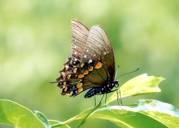 Close-up of butterfly on leaf