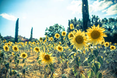 Close-up of yellow flowering plants on field