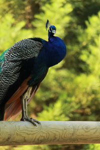 Close-up of a bird