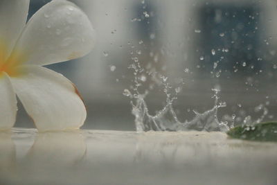 Close-up of water drops on white flowering plant