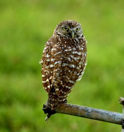 Close-up of owl perching on branch