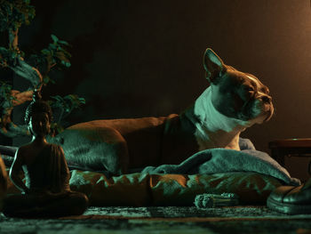 Dog looking away while sitting on floor