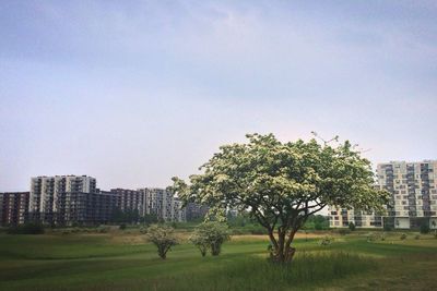 Trees in park
