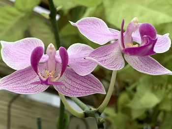 Close-up of pink orchid flowers