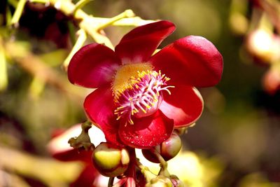 Close-up of pink flowering plant