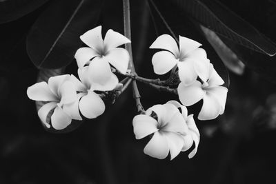 Close-up of white flowering plant