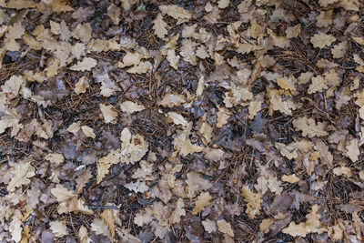 Full frame shot of dried leaves