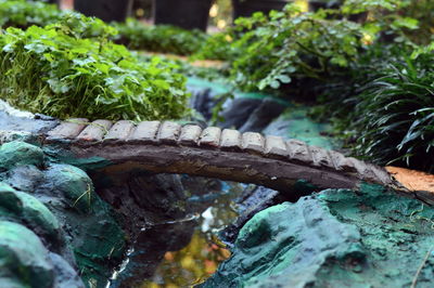 Close-up of moss on rock