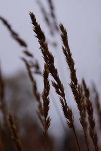 Close-up of grass growing against sky