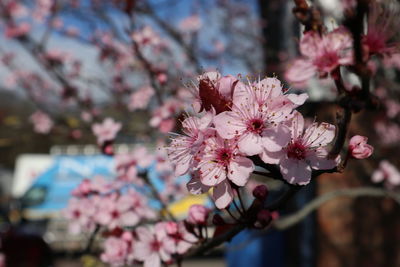 Close-up of pink cherry blossom