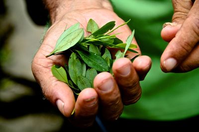 Midsection of person holding leaves