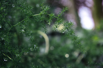 Close-up of fresh green plant in forest