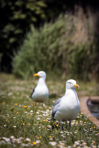 Seagulls perching on a field