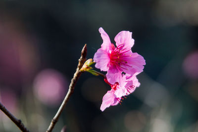 Close-up of bee on pink flower