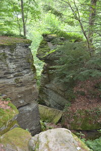 Moss growing on rock in forest