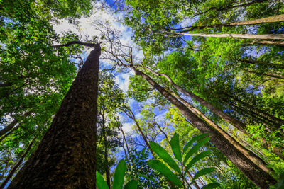 Low angle view of trees in forest