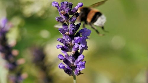 Bumblebees on purple flowering plant