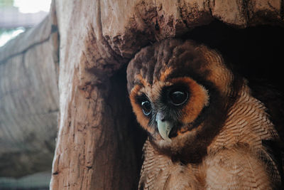 Close-up portrait of an animal