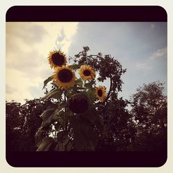 Low angle view of flowers against sky