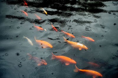 High angle view of koi carps swimming in lake