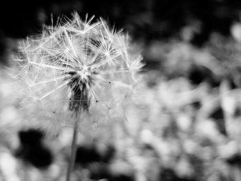 Close-up of dandelion flower