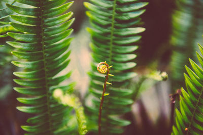 Close-up of fern 