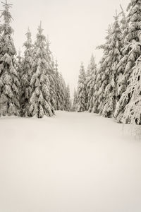 Trees on snow covered land against clear sky