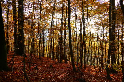 Panoramic shot of trees in forest