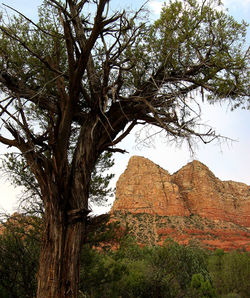 Low angle view of trees on landscape against sky