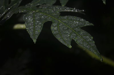 Close-up of wet leaf against black background