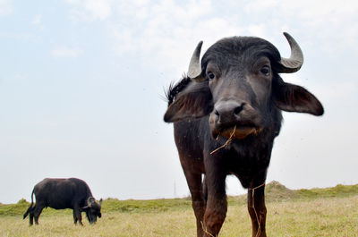 Indian water buffalo standing in a field