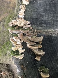 Close-up of mushrooms growing on tree trunk