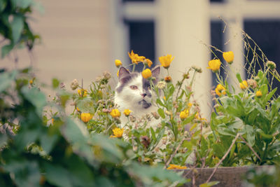 Cat sitting amidst plants