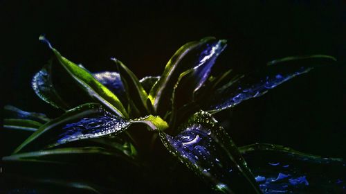 Close-up of wet purple flowering plant against black background